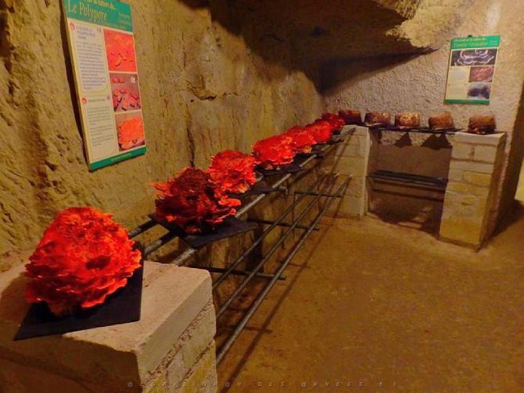 149 MUSEE DU CHAMPIGNON A  SAUMUR 2016 2_000025.jpg